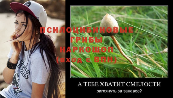 шишки Горно-Алтайск